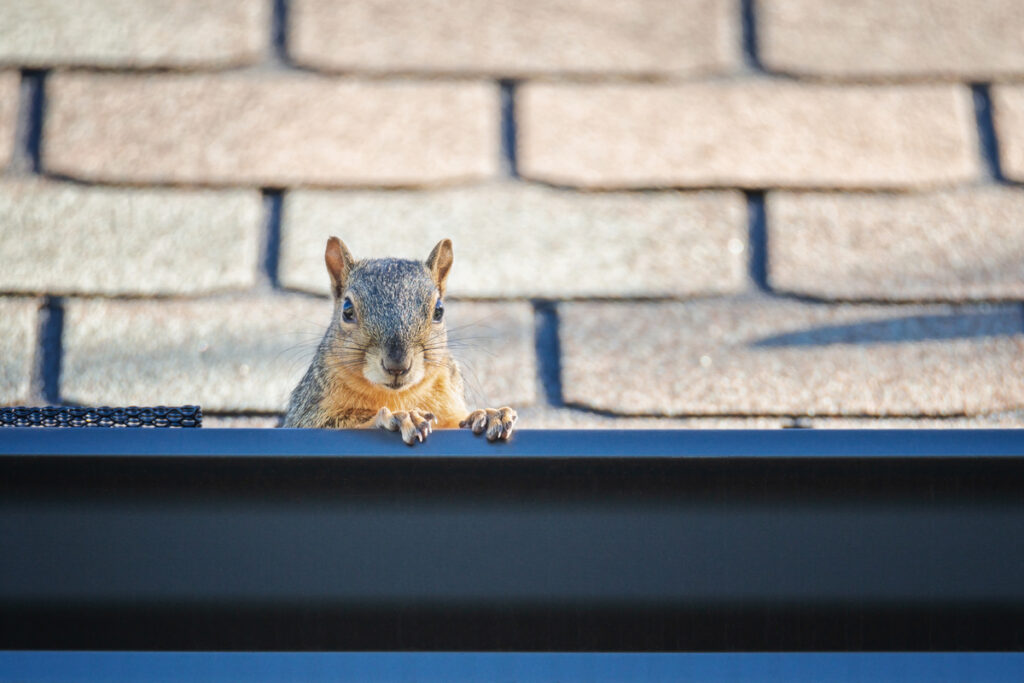 Pests That Pose A Threat To Your Roof’s Integrity